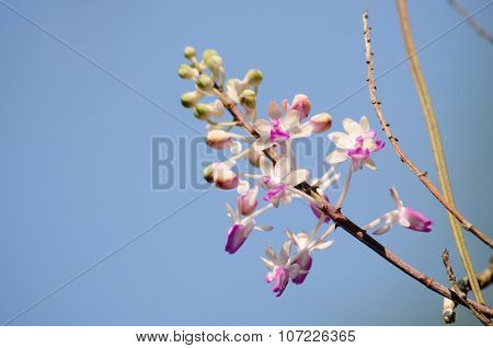 Seidenfadenia Mitrata Is Native To Thailand And To Myanmar Burma