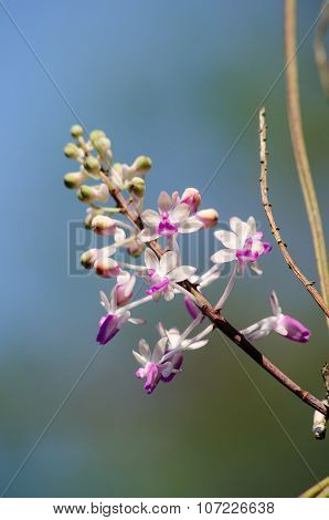 Seidenfadenia Mitrata Is Native To Thailand And To Myanmar Burma