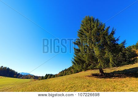 Large Pine Tree In Autumn - Trentino Italy