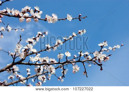 Apricot Blossom Branches