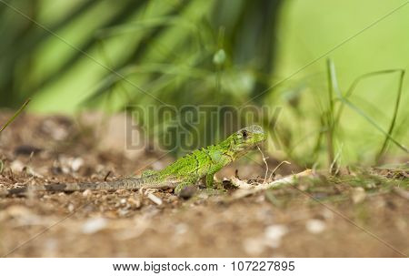 Baby Black Spiny-tailed Iguana