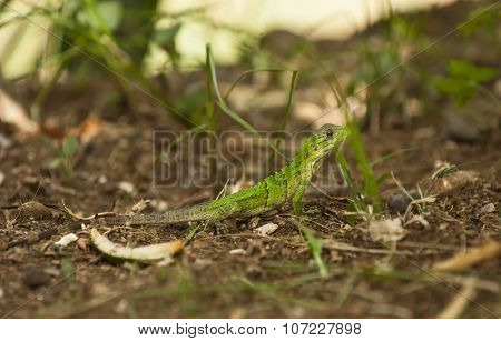 Baby Iguana Walking On Forest Floor