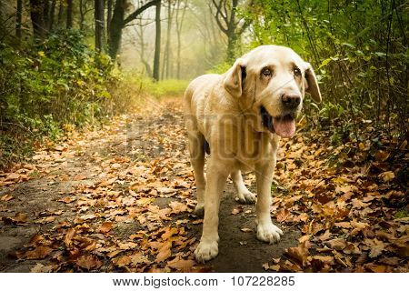Old yellow Labrador Retriever in autumn