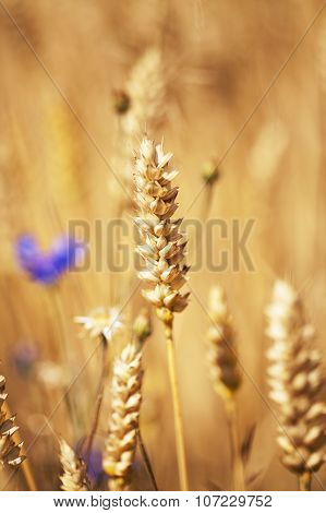 grow ripe cereals