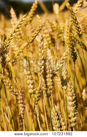 grow ripe cereals
