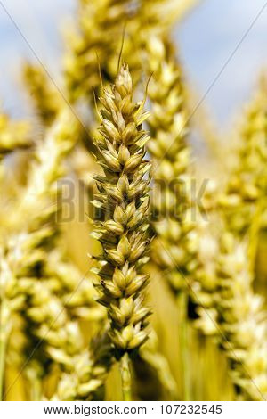 grow ripe cereals