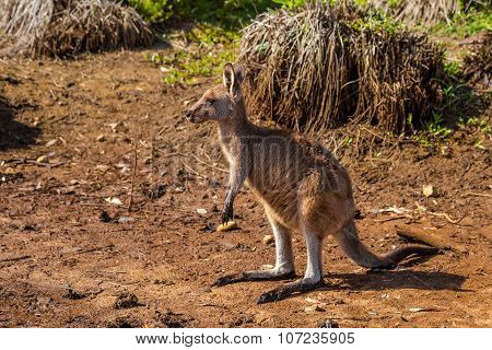 Australian Kangaroo Murramarang National Park