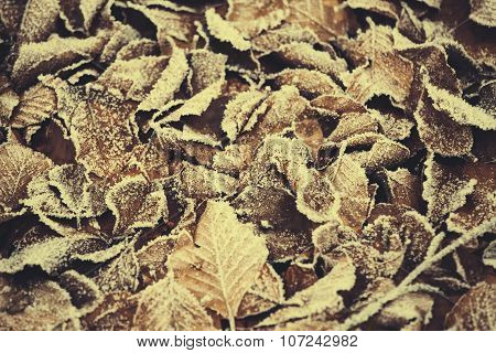 Iced Autumn leaf texture pattern background
