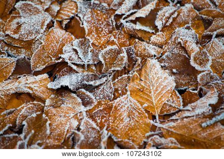 Iced Autumn leaf texture pattern background