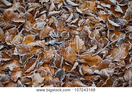Iced Autumn leaf texture pattern background