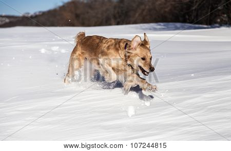 Labrador retriever dog playing in snow in the winter outdoors
