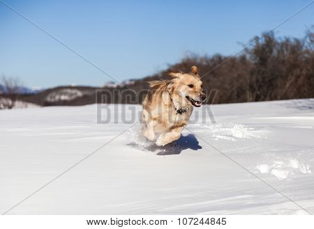 Labrador retriever dog playing in snow in the winter outdoors