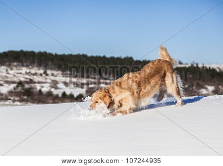 Labrador retriever dog playing in snow in the winter outdoors