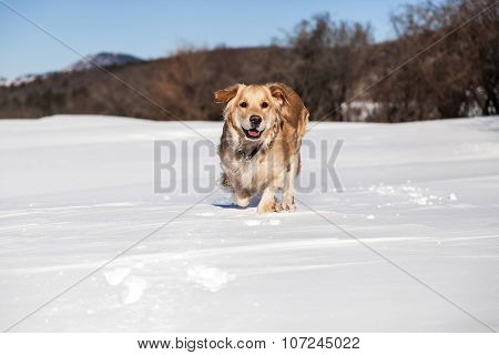 Labrador retriever dog playing in snow in the winter outdoors