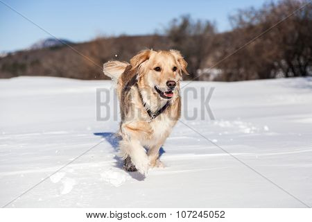 Labrador retriever dog playing in snow in the winter outdoors