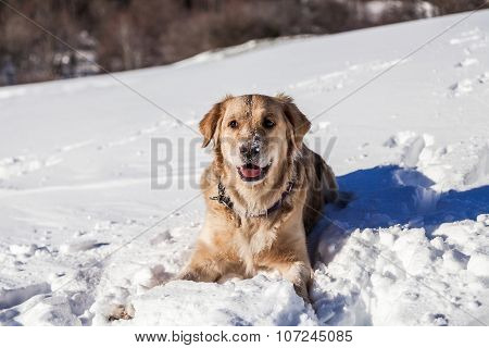 Labrador retriever dog playing in snow in the winter outdoors