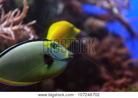 Naso tang, Naso lituratus