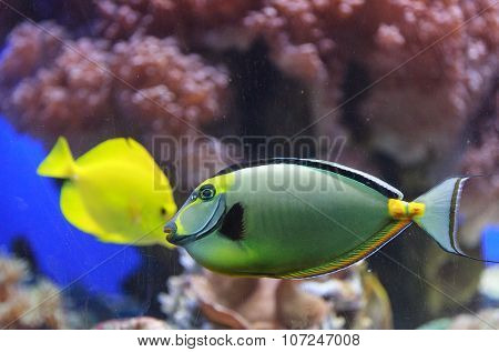 Naso tang, Naso lituratus
