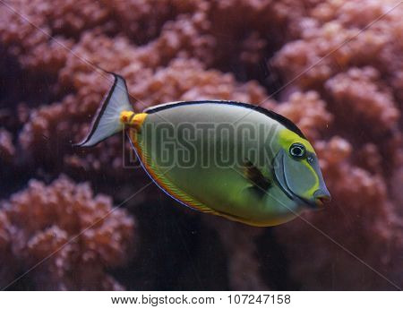 Naso tang, Naso lituratus