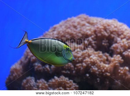 Naso tang, Naso lituratus