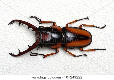 Stag beetle isolated on background