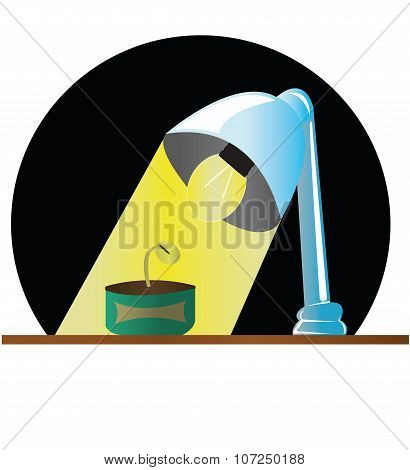 lamp and plant