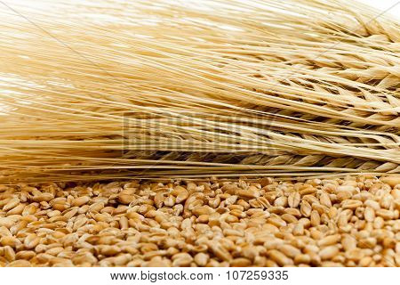 ripened cereals .  field