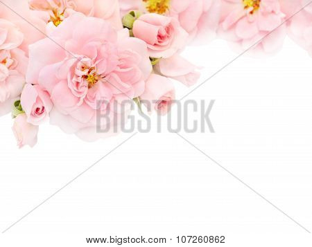 Pink Roses And Buds In The Corner Of The White Background
