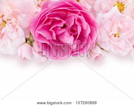 Bright Pink And Pale Pink Roses On The White Background