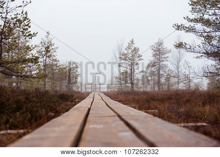 Footbridge Along Kemeri Bog. Kemeri National Park, Latvia