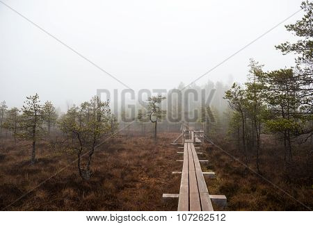 Footbridge Along Kemeri Bog. Kemeri National Park, Latvia