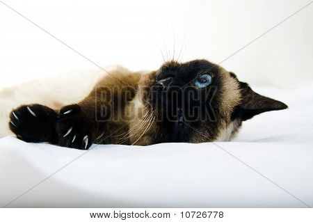 Siamesische Katze