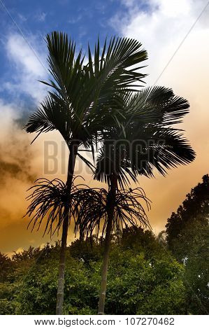 royal palm tree at sunset Mauritius(Roystonea regia)