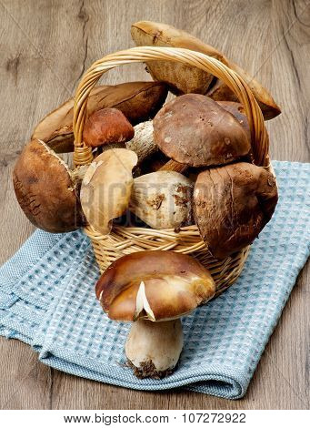 Forest Mushrooms