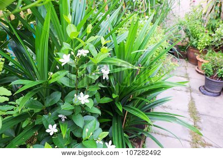 Small mixed garden with various plants in flowerbed and flowerpots