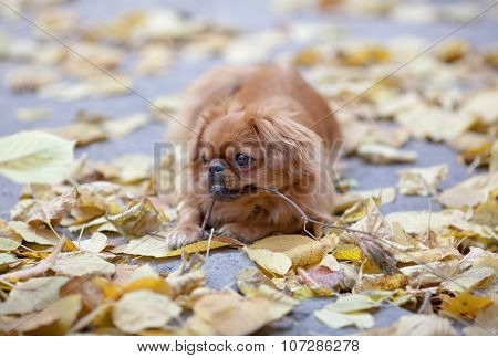 Pekingese Plays With A Tree Branch