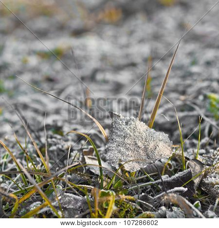 Frosted Leave. Frost On A Leave