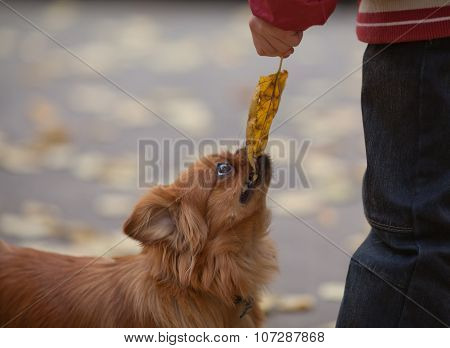 Teasing A Pet