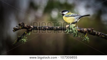 Great tit