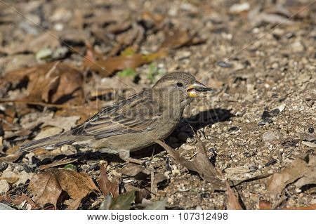 Female House Sparrow