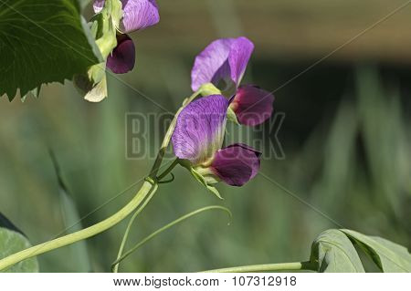 Flower of Field Pea