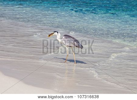 Gray heron fishing at sunset on the beach