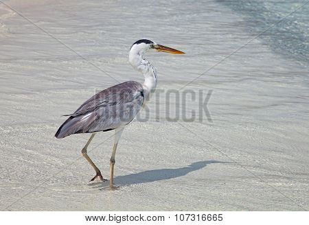 Gray heron fishing at sunset on the beach