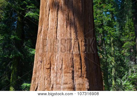 Giant Sequoia Redwood Trees In Sequoia National Park