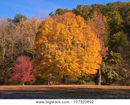 Trees with Autumn Colors