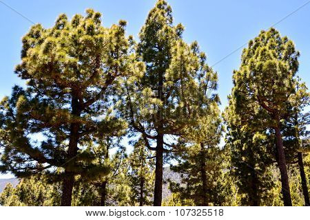 Pine Tree View
