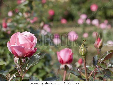 Pink Roses In Front And More Blurred Flowers In Background