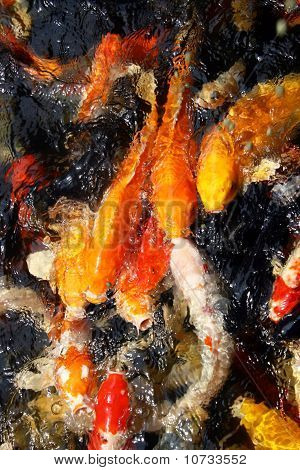 Goldfish büyük sürüsü