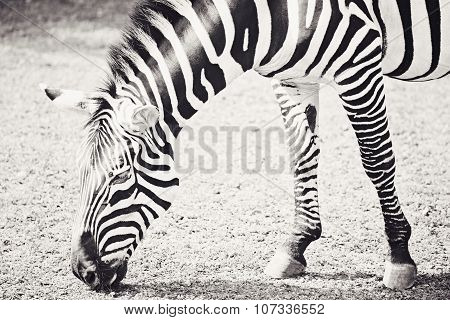 Black and White Photography of Zebra Eating Grass