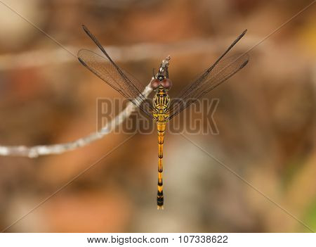 Seaside Dragonlet